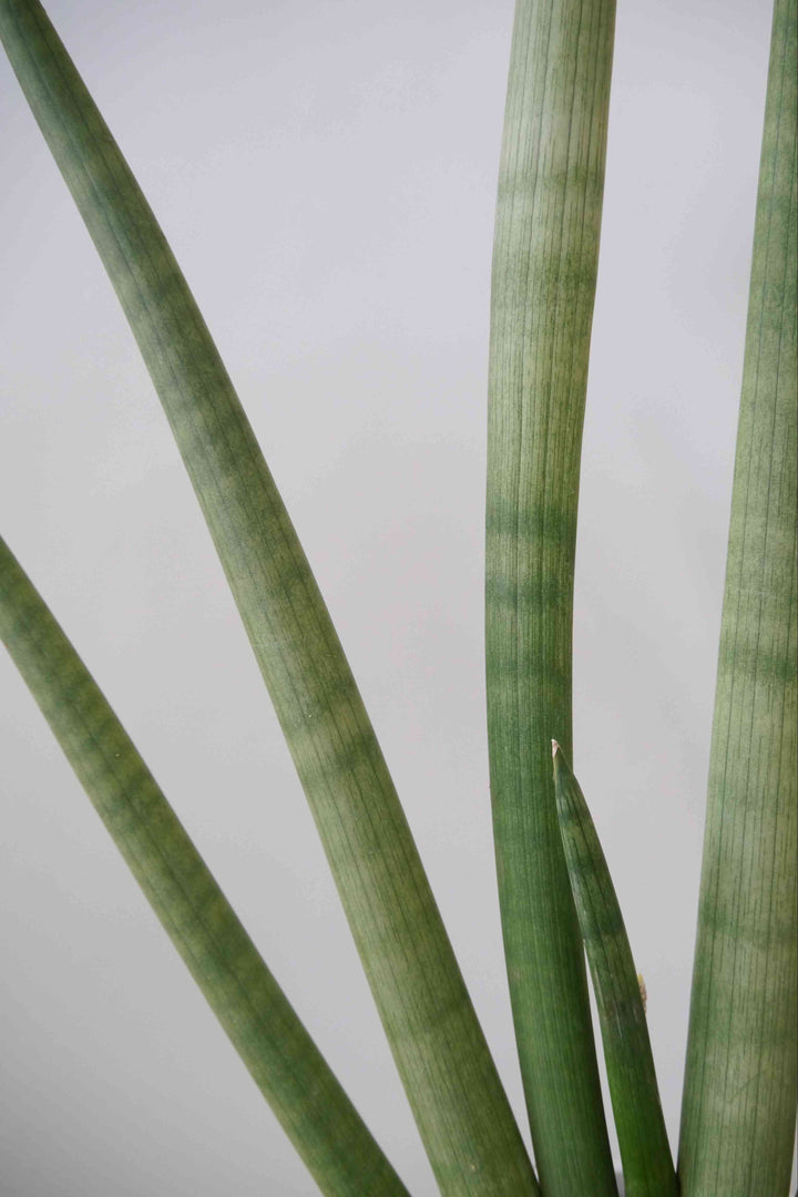 希少品種サンセベリア、スタッキー本物 観葉植物 サンセベリア スタッキー 8号 扇タイプ | Plant Hunt