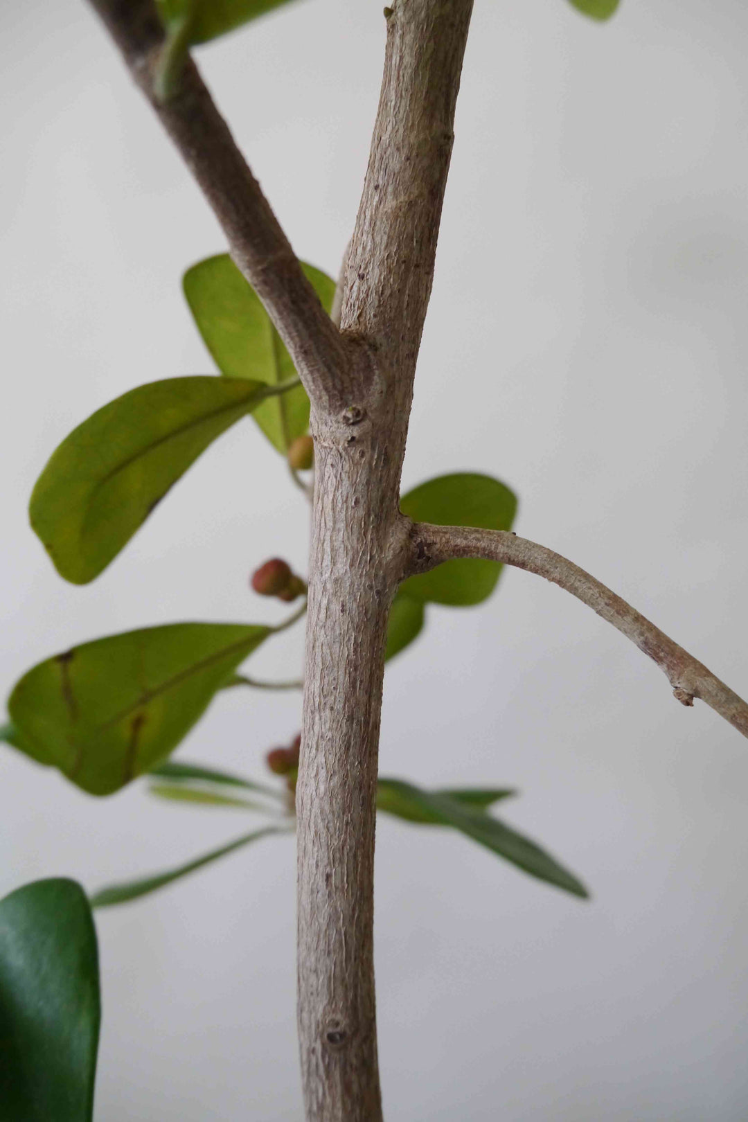 観葉植物 フィカス トライアンギュラリス 8号 | Plant Hunt