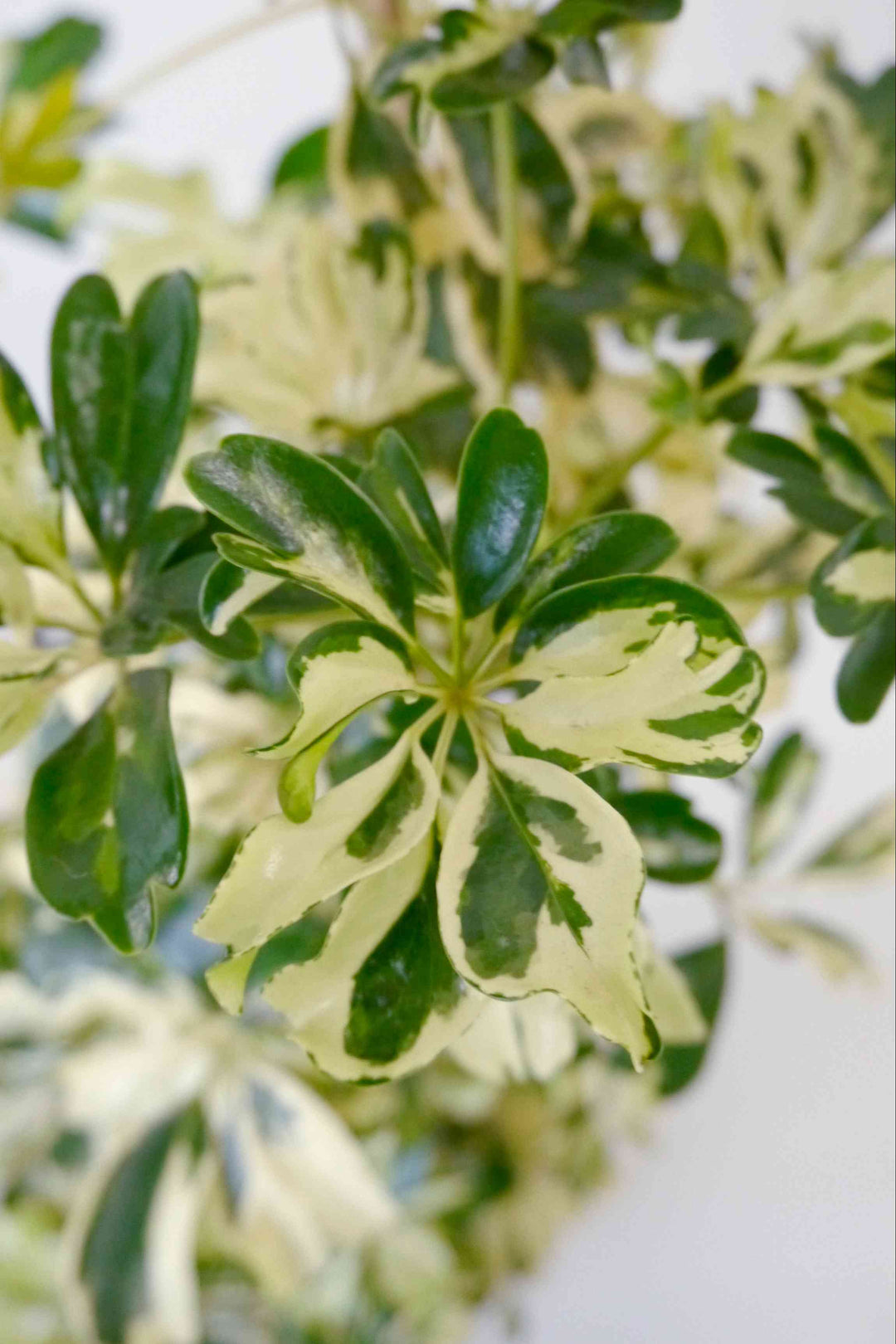 観葉植物 シェフレラ レナータ 8号 斑入り| Plant Hunt