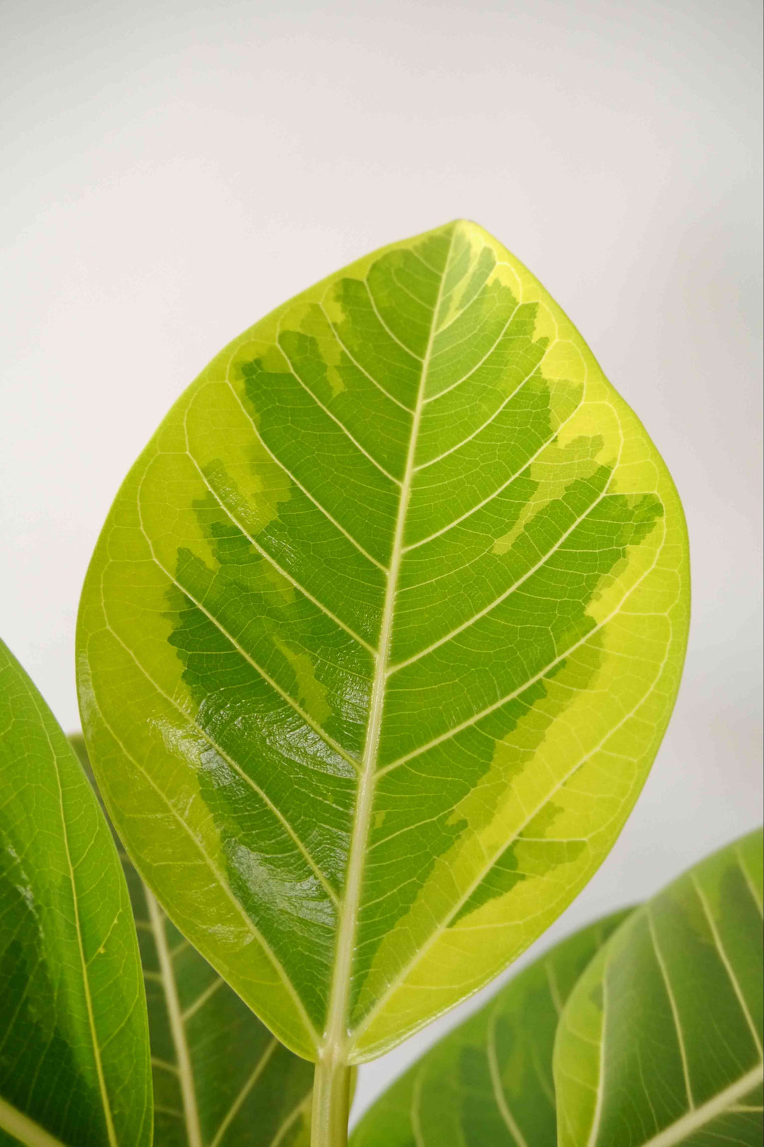 観葉植物 フィカス アルテシマ 170cm 一点物】フィカス・アルテシーマ 10号 高さ 約170cm No.121 沖縄