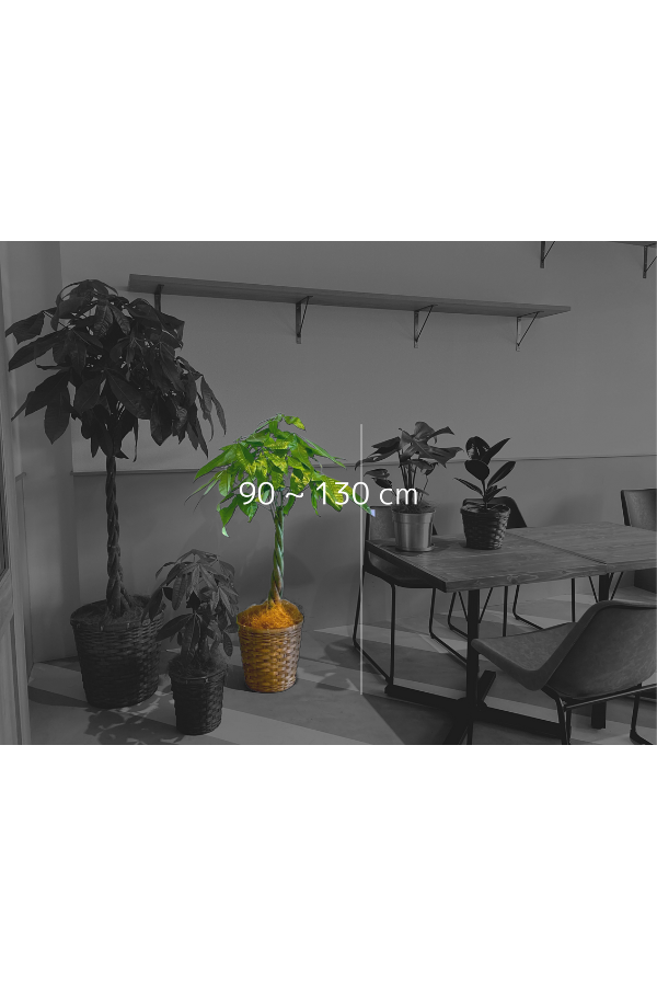 1点もの】観葉植物 パキラ ミルキーウェイ 8号｜PlantHunt