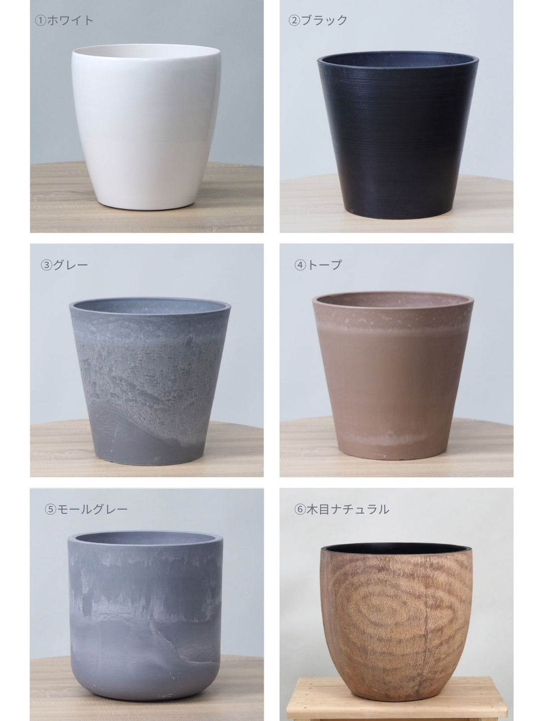 シェフレラ・レナータ 102402 販売・通販 ［詳細ページ］ *tree
